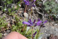 Penstemon heterodoxus heterodoxus