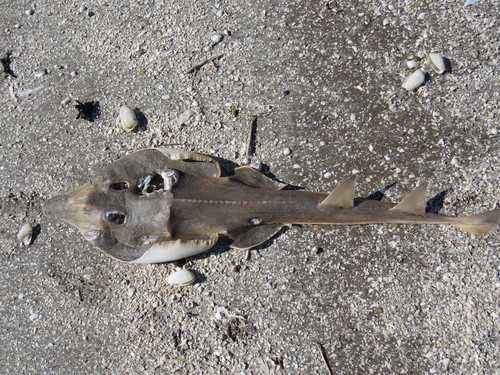 Pseudobatos horkelii