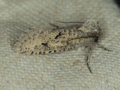 Acrolophus kearfotti