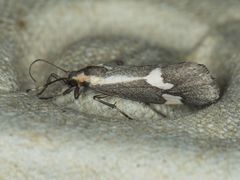 Cisthene liberomacula