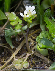 Cardamine umbellata