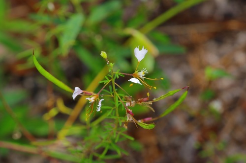 Image of Polanisia erosa by (c) Michelle W. （鍾偉瑋）, some rights reserved (CC BY)