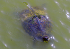 Trachemys venusta iversoni