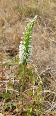 Platanthera elegans elegans