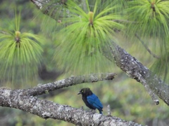 Cyanocorax melanocyaneus