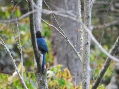 Cyanocorax melanocyaneus