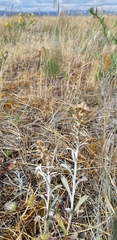 Gamochaeta ustulata