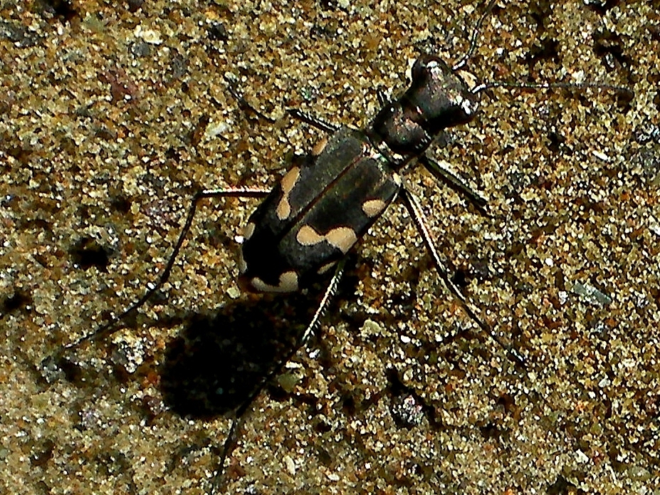 Cicindela mamasa (Cicindela mamasa)