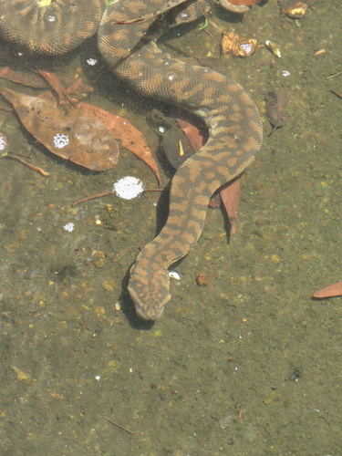 Arafura File Snake sighting