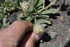 Phacelia hastata compacta