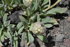 Phacelia hastata compacta