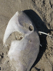 Balistes capriscus