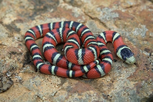 Arizona Mountain Kingsnake