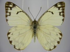 Belenois gidica abyssinica