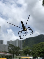 Nephila pilipes
