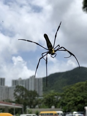 Nephila pilipes