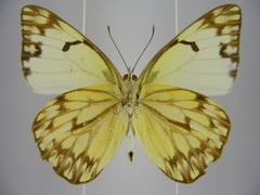 Belenois gidica abyssinica