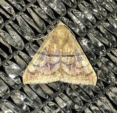 Ophisma