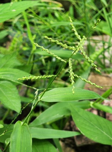 Urochloa reptans iNat (2)