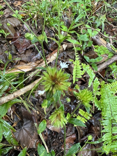 Elephantopus mollis observed 2024-09-21