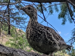 Dendragapus obscurus