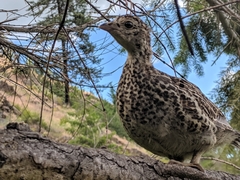 Dendragapus obscurus