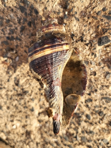 Pugilina morio observed 2024-09-21