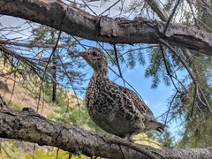 Dendragapus obscurus