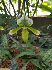 Paphiopedilum