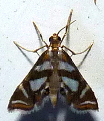 Chrysendeton medicinalis