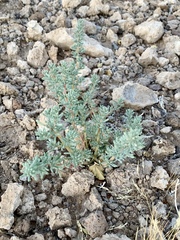 Halogeton glomeratus