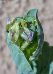 Astragalus asclepiadoides