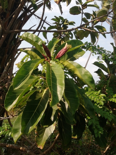 Giantleaf Fig