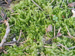Hypnum chrysogaster