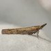 Couchgrass Webworm - Photo (c) Donald Hobern, some rights reserved (CC BY)