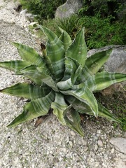 Agave marmorata