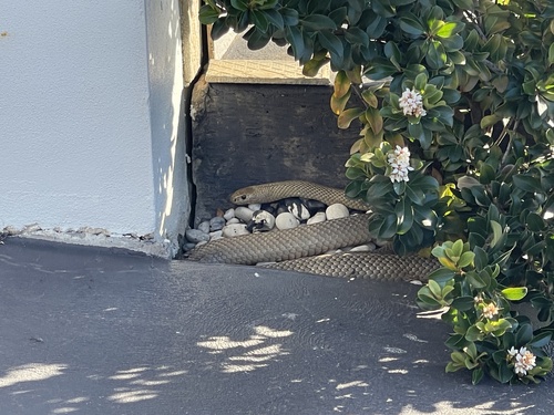 Eastern Brown Snake sighting