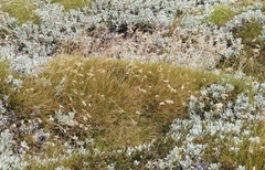 Rytidosperma setifolium