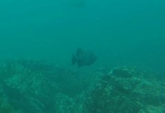 Pseudobalistes naufragium