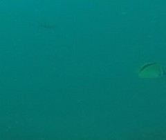 Johnrandallia nigrirostris