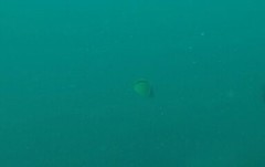 Johnrandallia nigrirostris