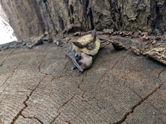 Myotis thysanodes