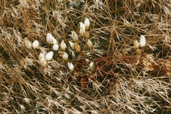 Gentianella impressinervia