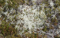 Usnea contexta