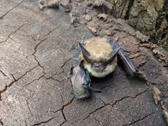 Myotis thysanodes