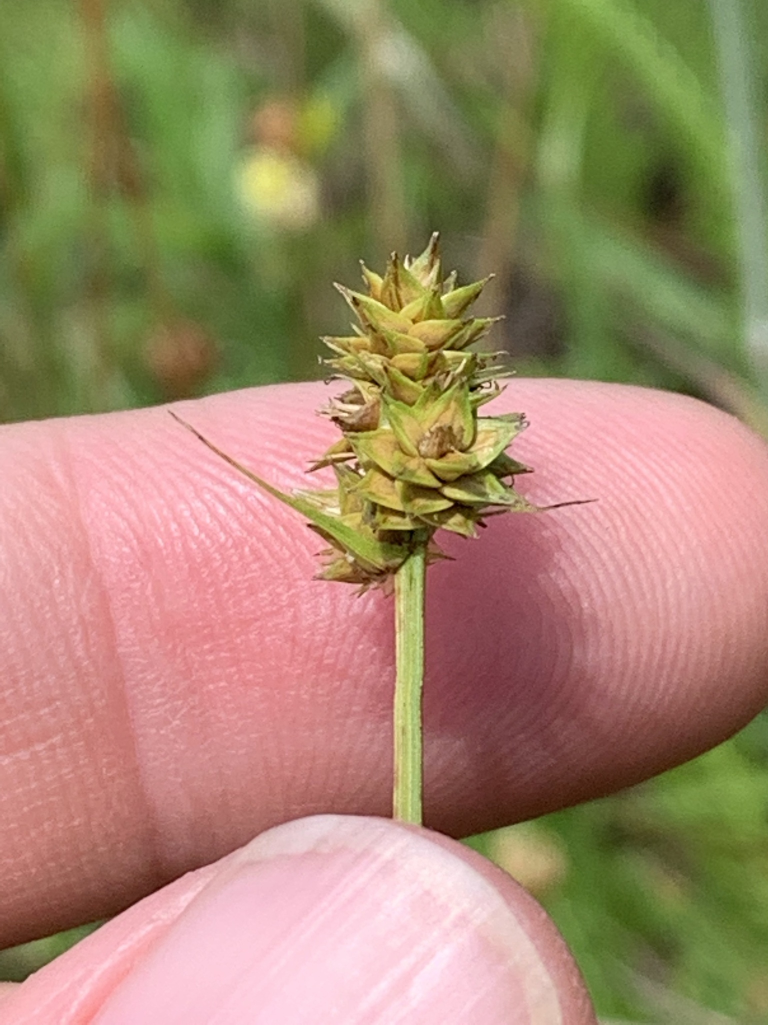 Carex leavenworthii