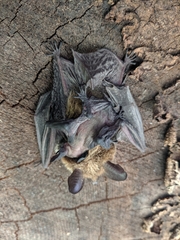 Myotis thysanodes