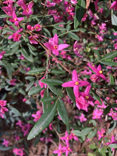 Boronia fraseri Hook.