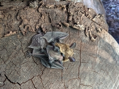 Myotis thysanodes