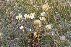Gentianella impressinervia